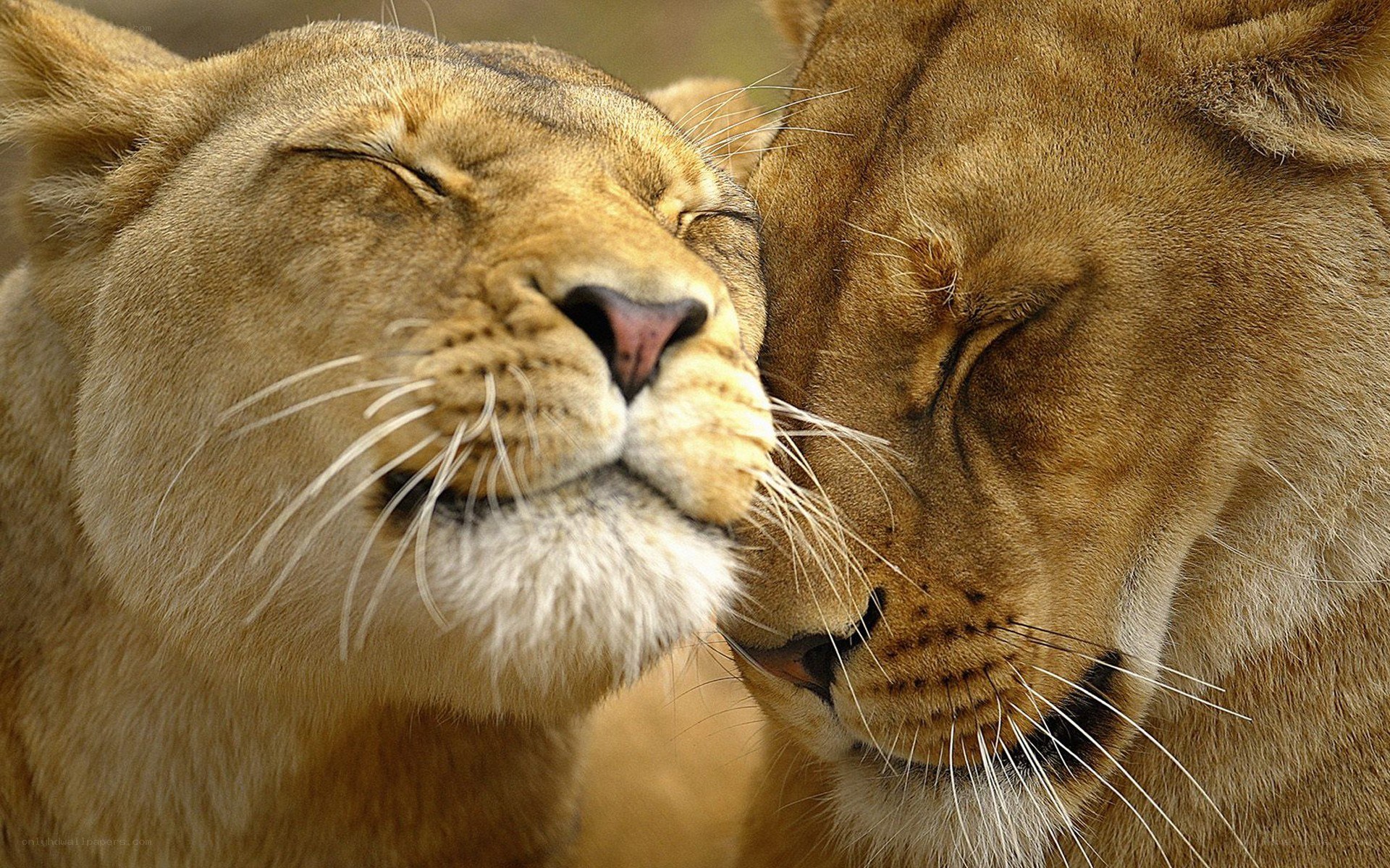 two lions nuzzling peacefully