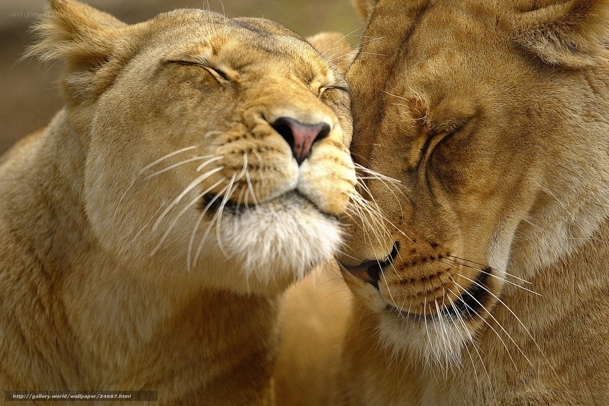 Two lions nuzzling peacefully