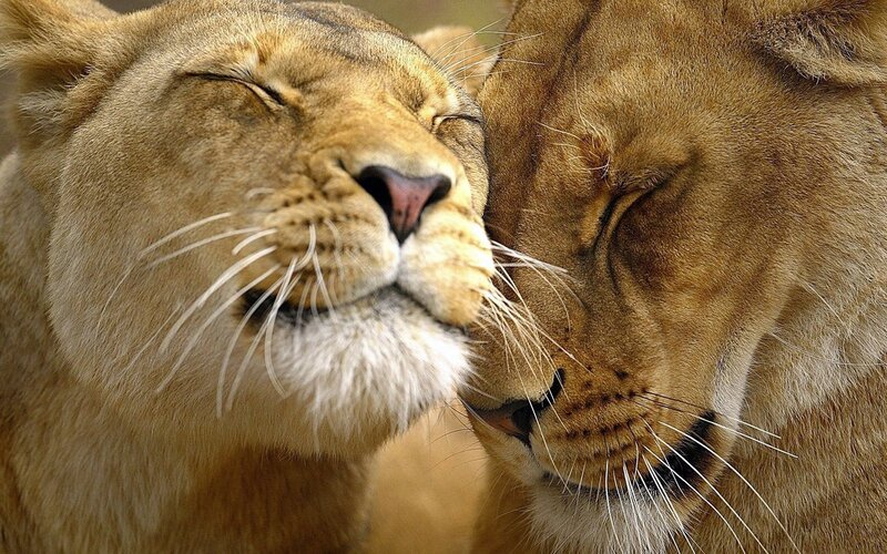 two lions nuzzling