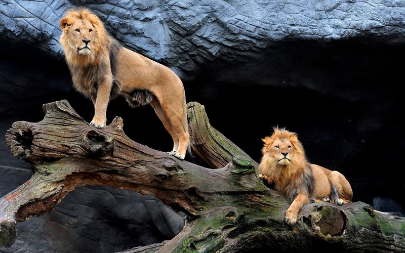Two lions on a log