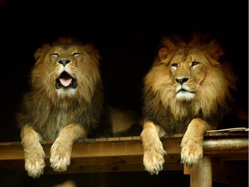 Two lions on a platform