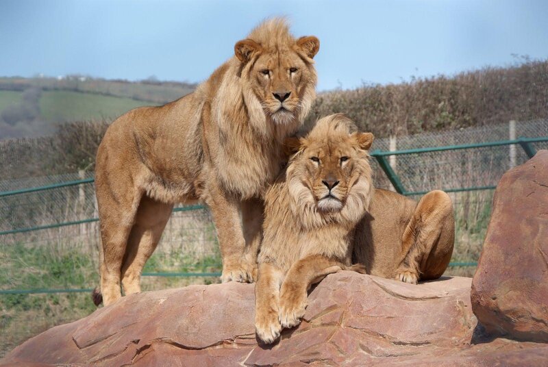 Two lions on a rock