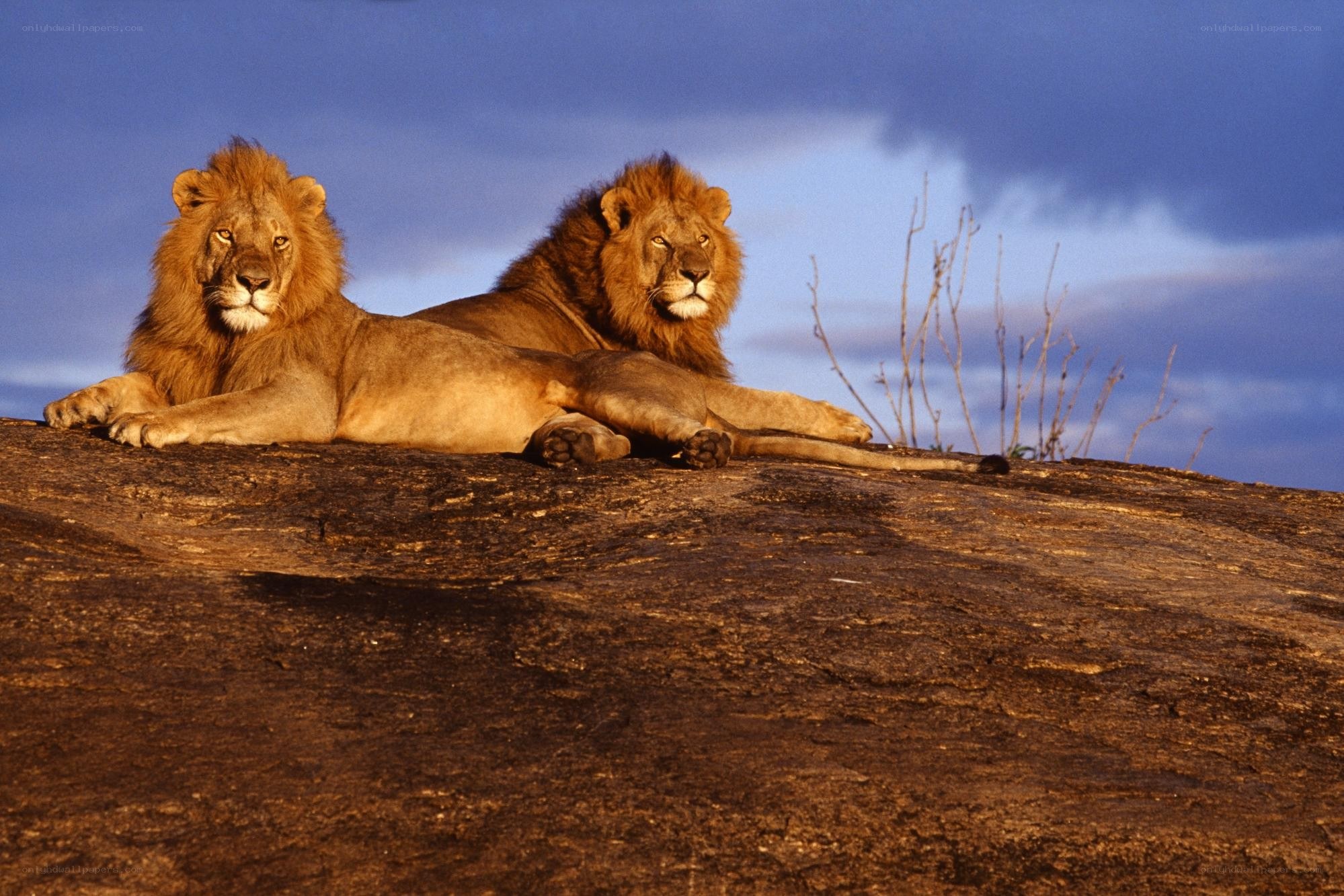 Two lions on a rock
