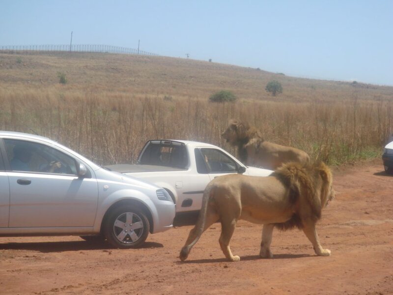 Two Lions on Dirt Road
