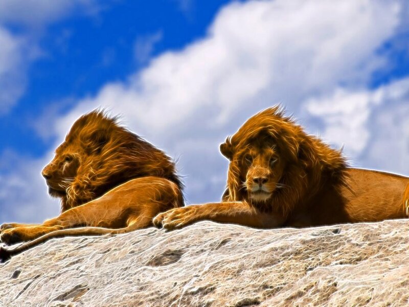 Two Lions on Rock