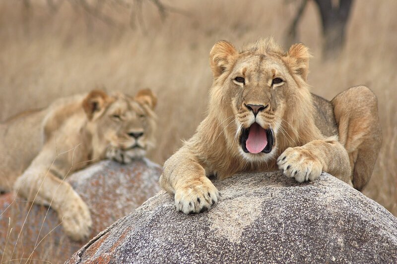 Two Lions on Rocks — Brown, Calm, Afternoon