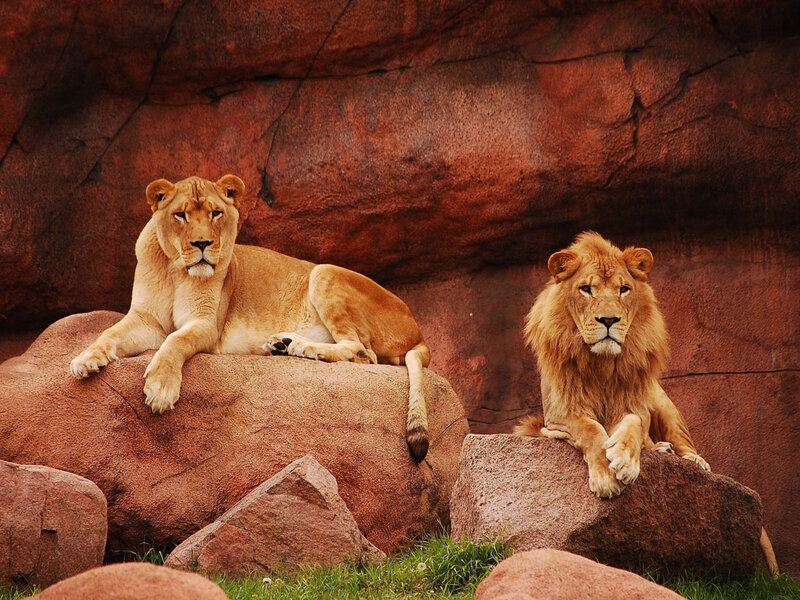 Two Lions on Rocks — Brown, Calm