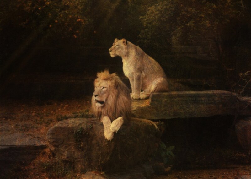 Two Lions on Rocks — Brown, Dramatic