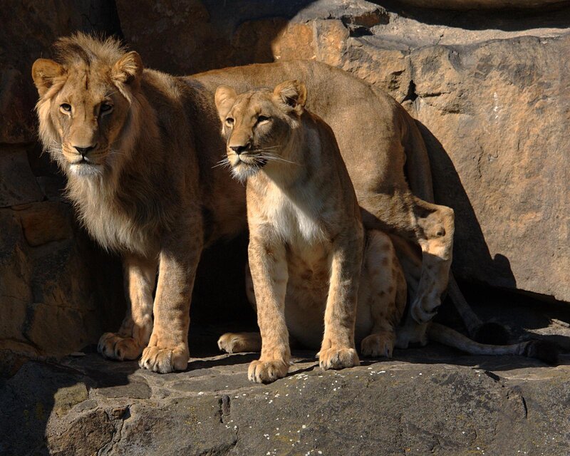 Two Lions on Rocks