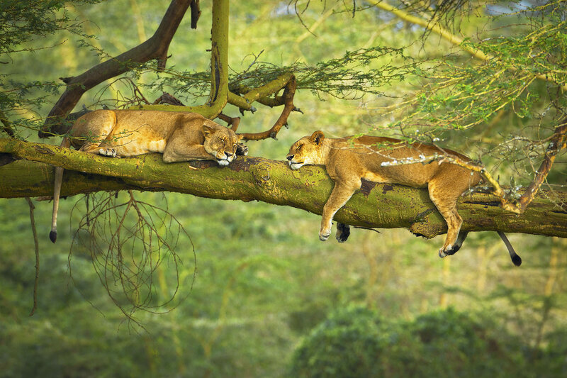 Two Lions on Tree Branch