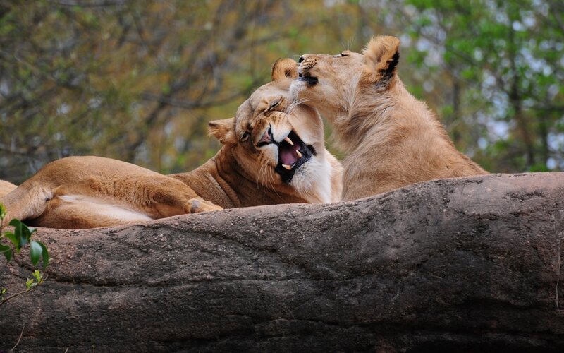 Two Lions Playing — Brown, Playful, Afternoon