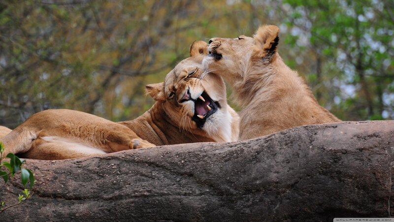 Two Lions Playing — Brown
