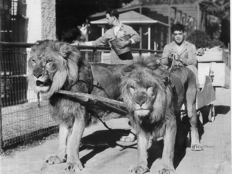 Two Lions Pulling Cart