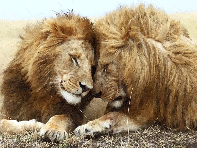 Two Lions Resting — Brown, Calm, Afternoon, Painting