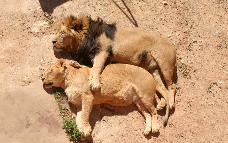 Two Lions Resting — Brown, Calm, Afternoon, Photograph, Dirt Ground