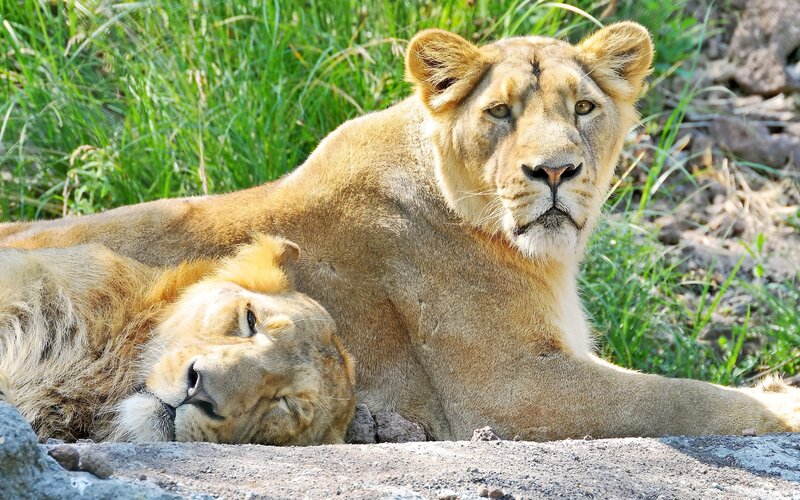 Two Lions Resting — Brown, Calm, Afternoon, Photograph, Grass