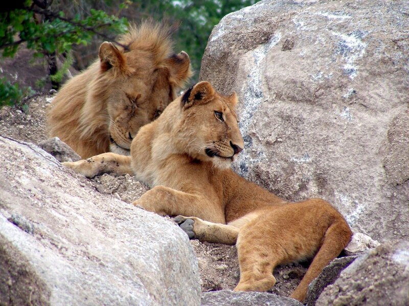Two Lions Resting — Brown, Calm, Afternoon, Photograph, Rocks