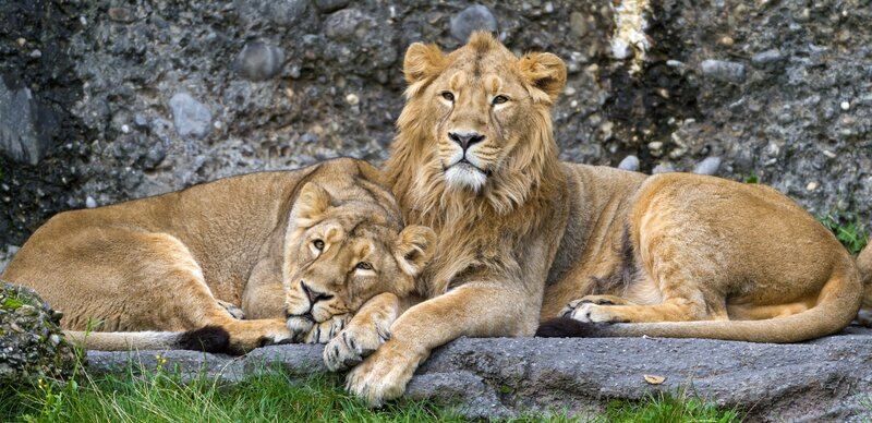 Two Lions Resting — Brown, Calm, Afternoon, Photograph