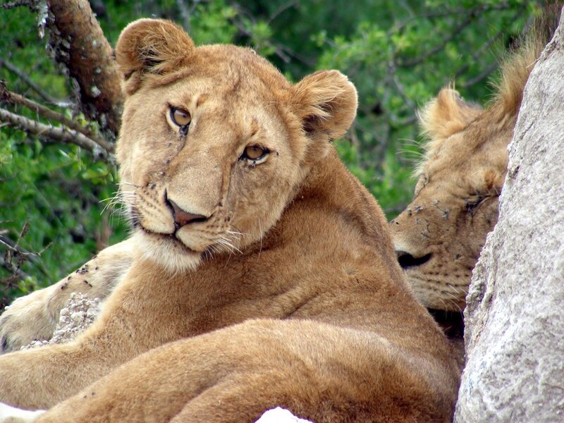 Two Lions Resting — Brown, Calm, Afternoon, Photograph, Trees