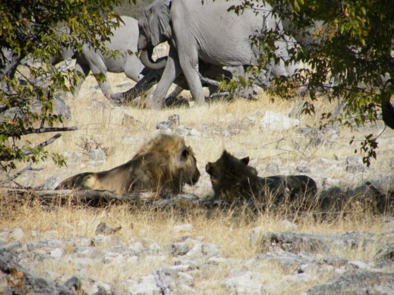Two Lions Resting — Brown, Calm, Afternoon