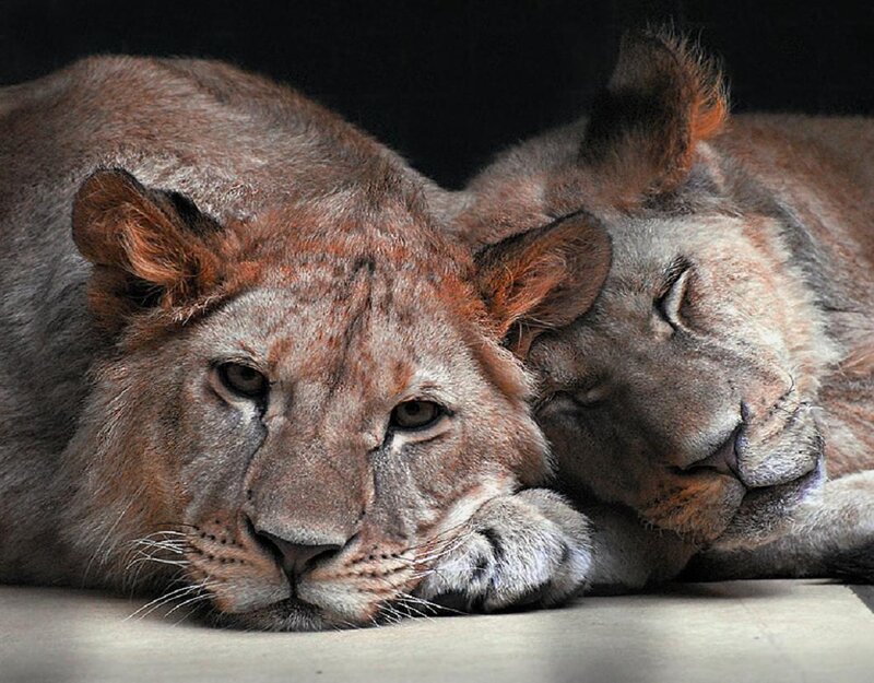 Two Lions Resting — Brown, Calm, Photograph