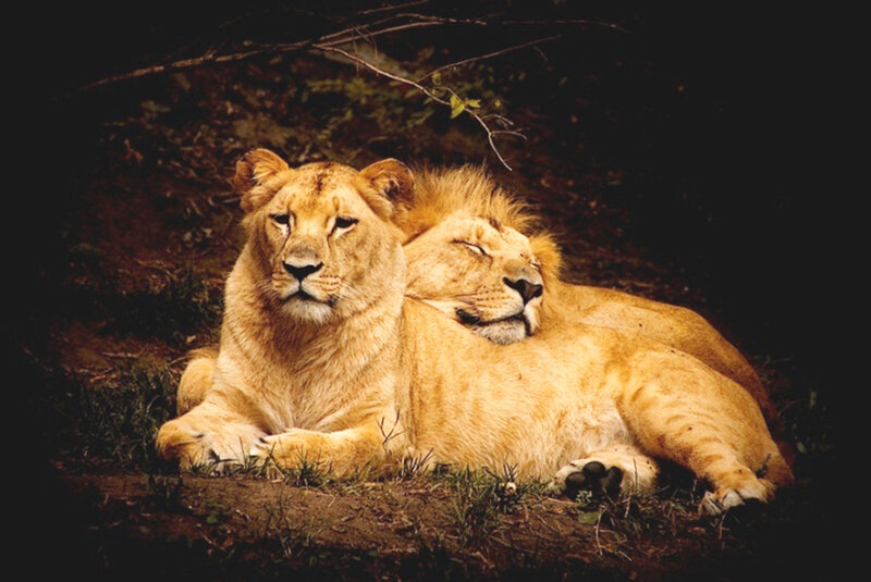 Two Lions Resting — Brown, Calm