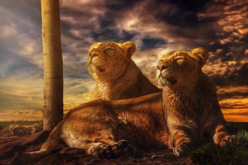Two Lions Resting — Brown, Dramatic