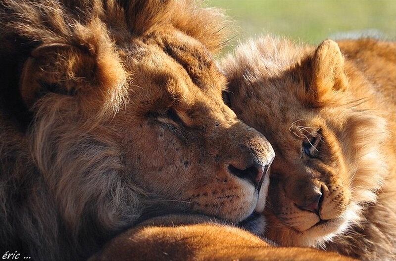 Two Lions Resting — Brown, Peaceful