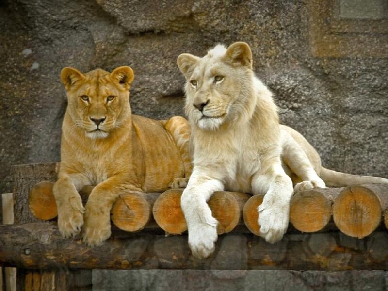 Two Lions Resting — Brown