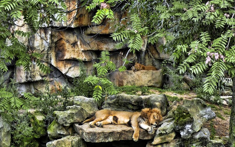 Two Lions Resting — Green, Calm
