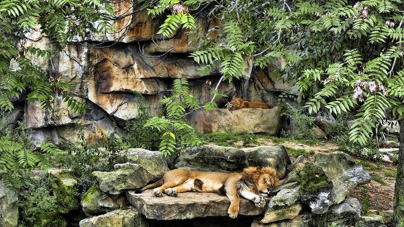 Two Lions Resting — Green