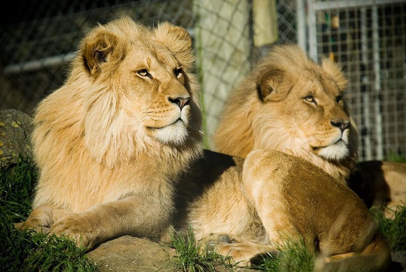 Two lions resting in enclosure