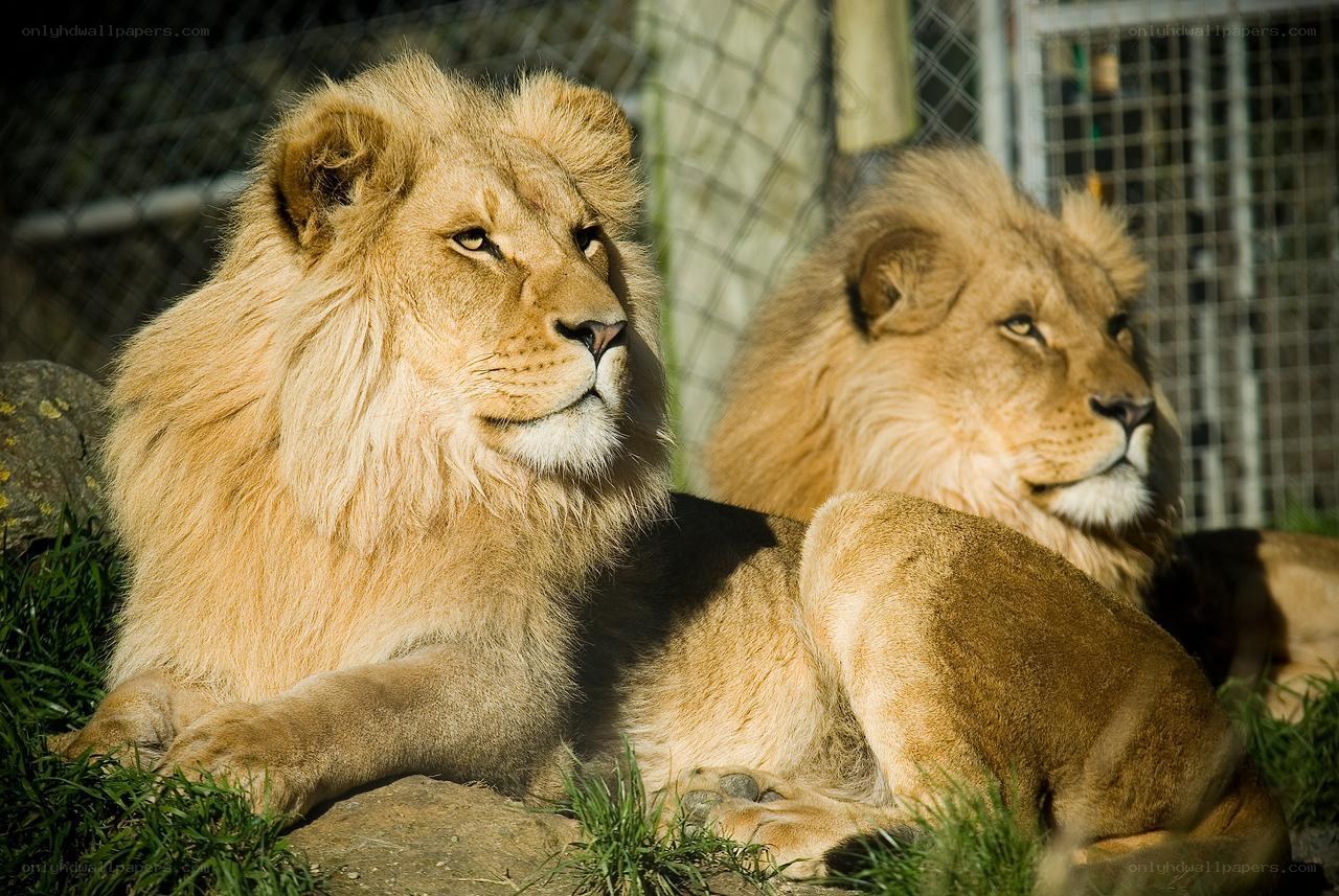 Two lions resting in enclosure
