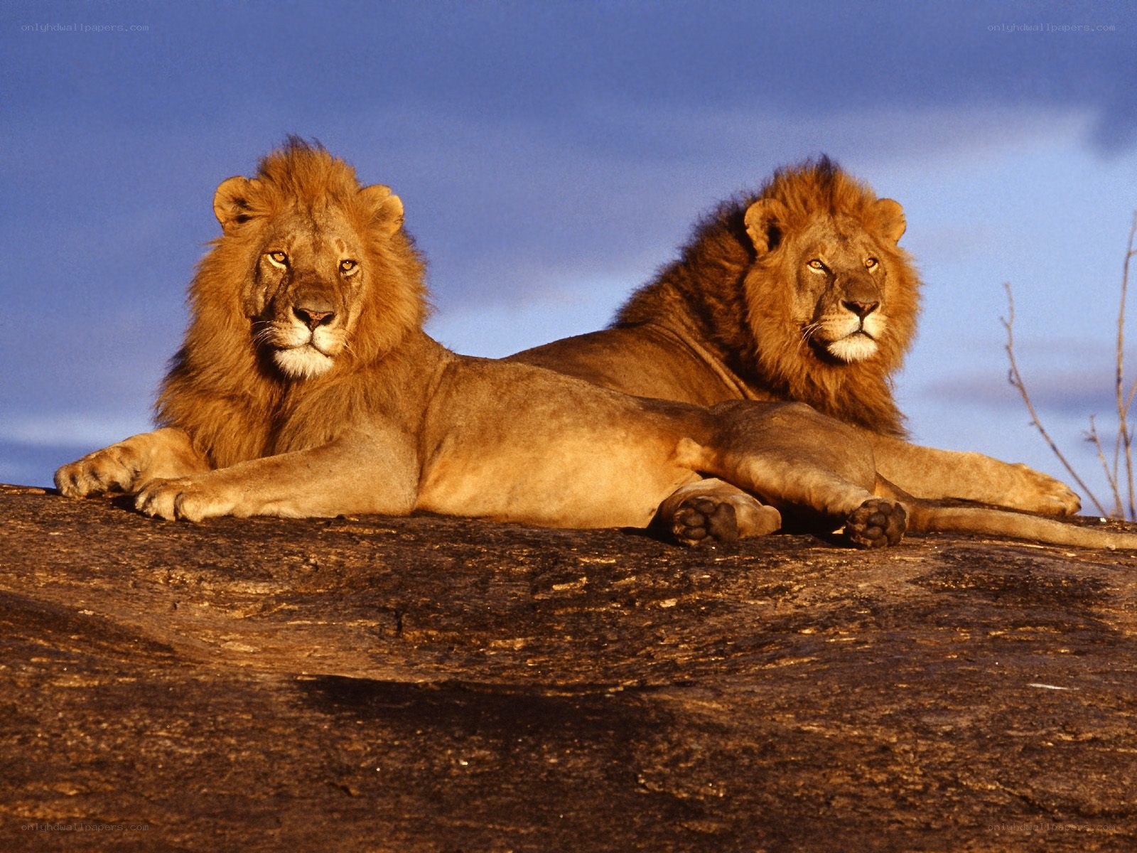Two lions resting on a rock