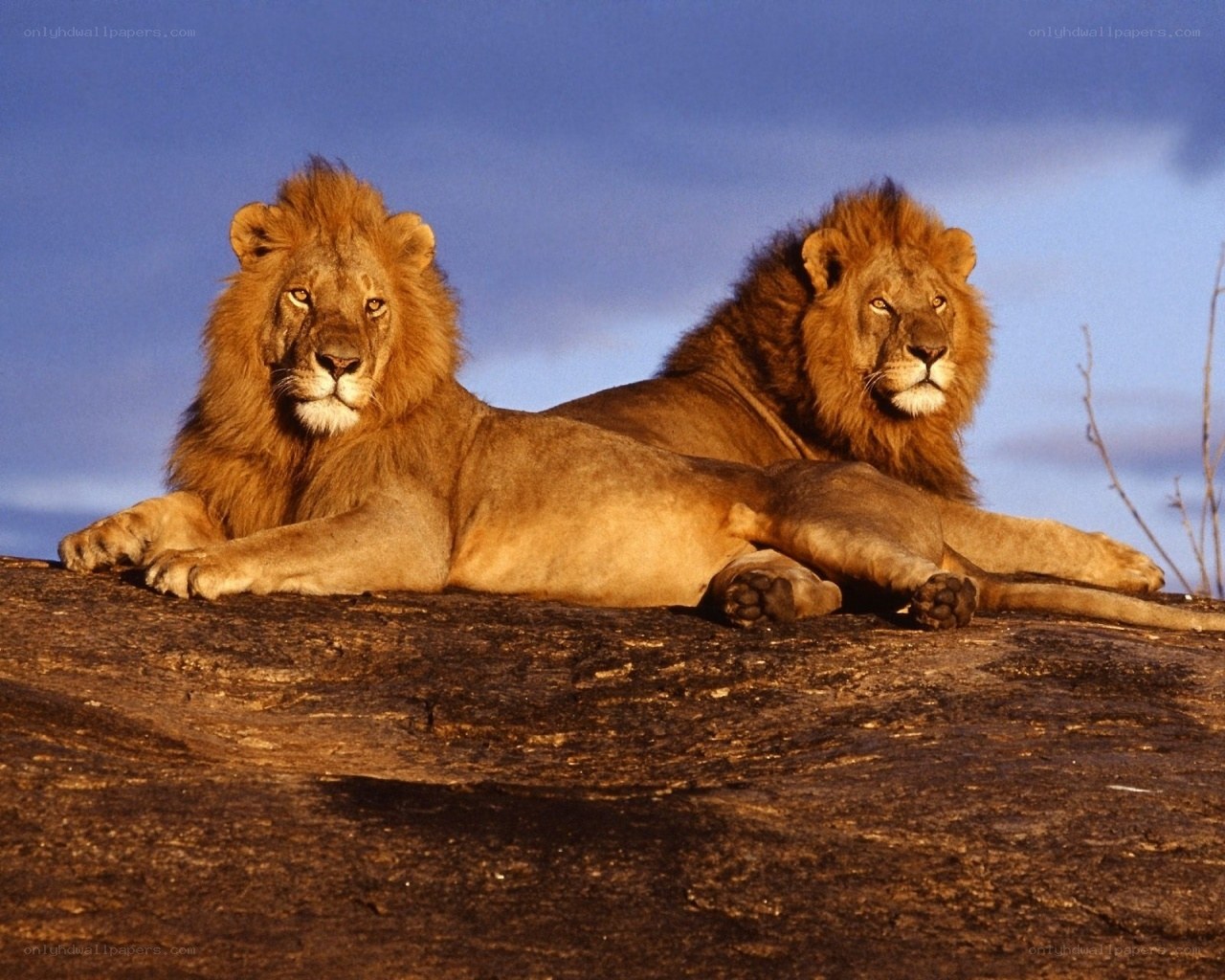 Two lions resting on a rock