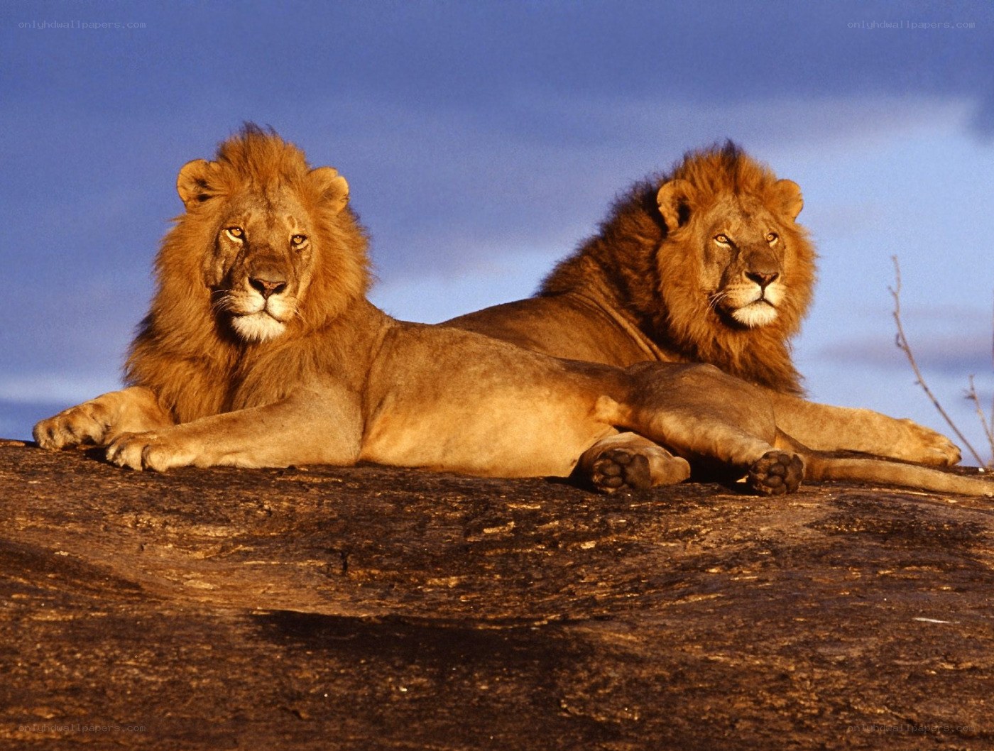 Two lions resting on a rock
