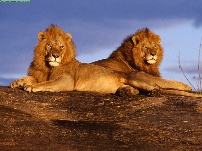 Two lions resting on a rock