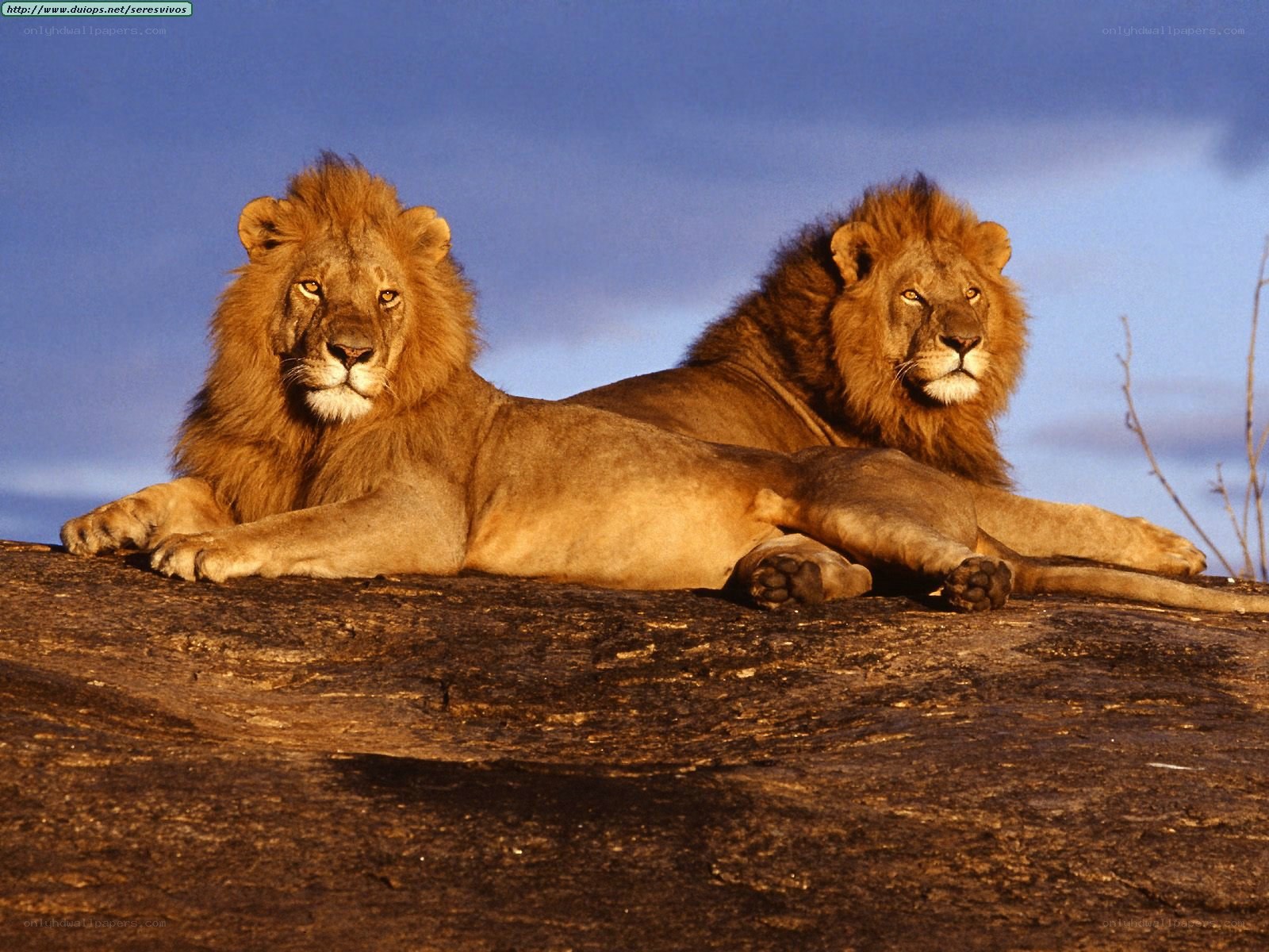 Two lions resting on a rock