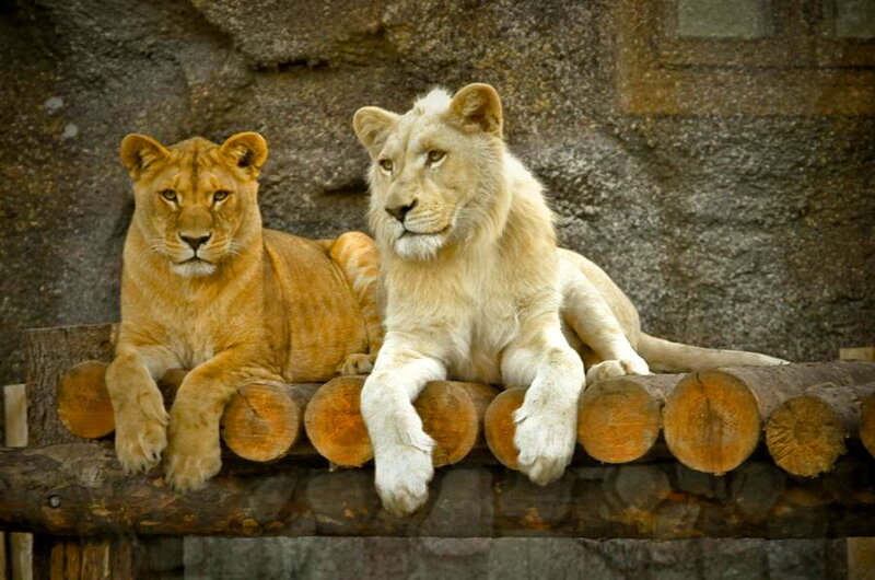 Two Lions Resting