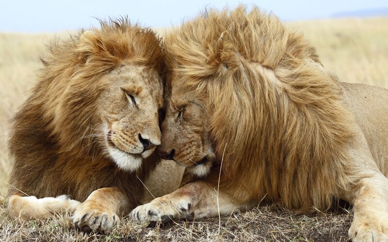two lions resting together