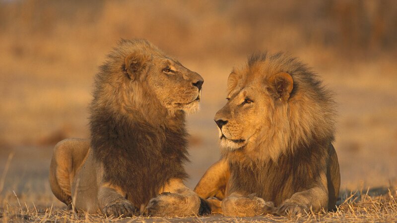 Two lions resting together