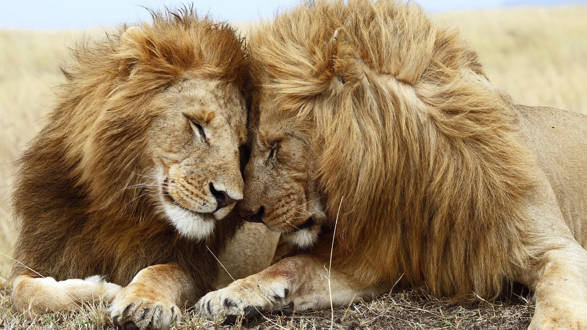 Two lions resting together