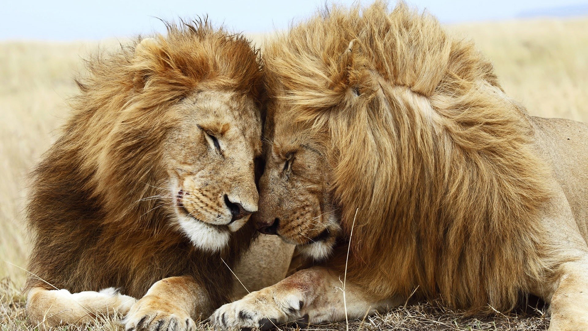 Two lions resting together