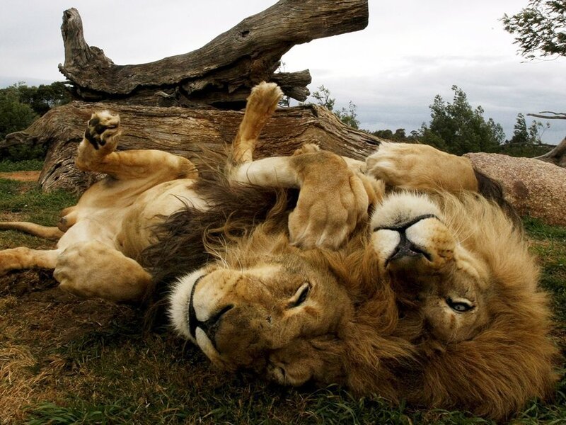 Two lions resting together