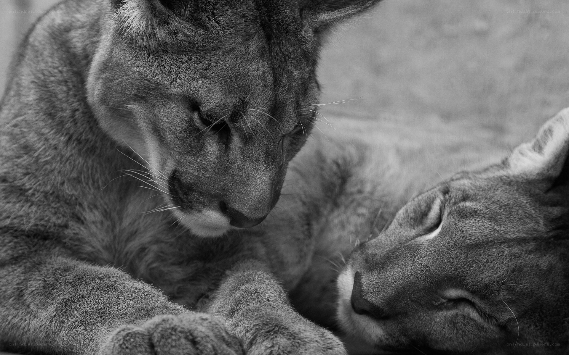 Two lions resting together