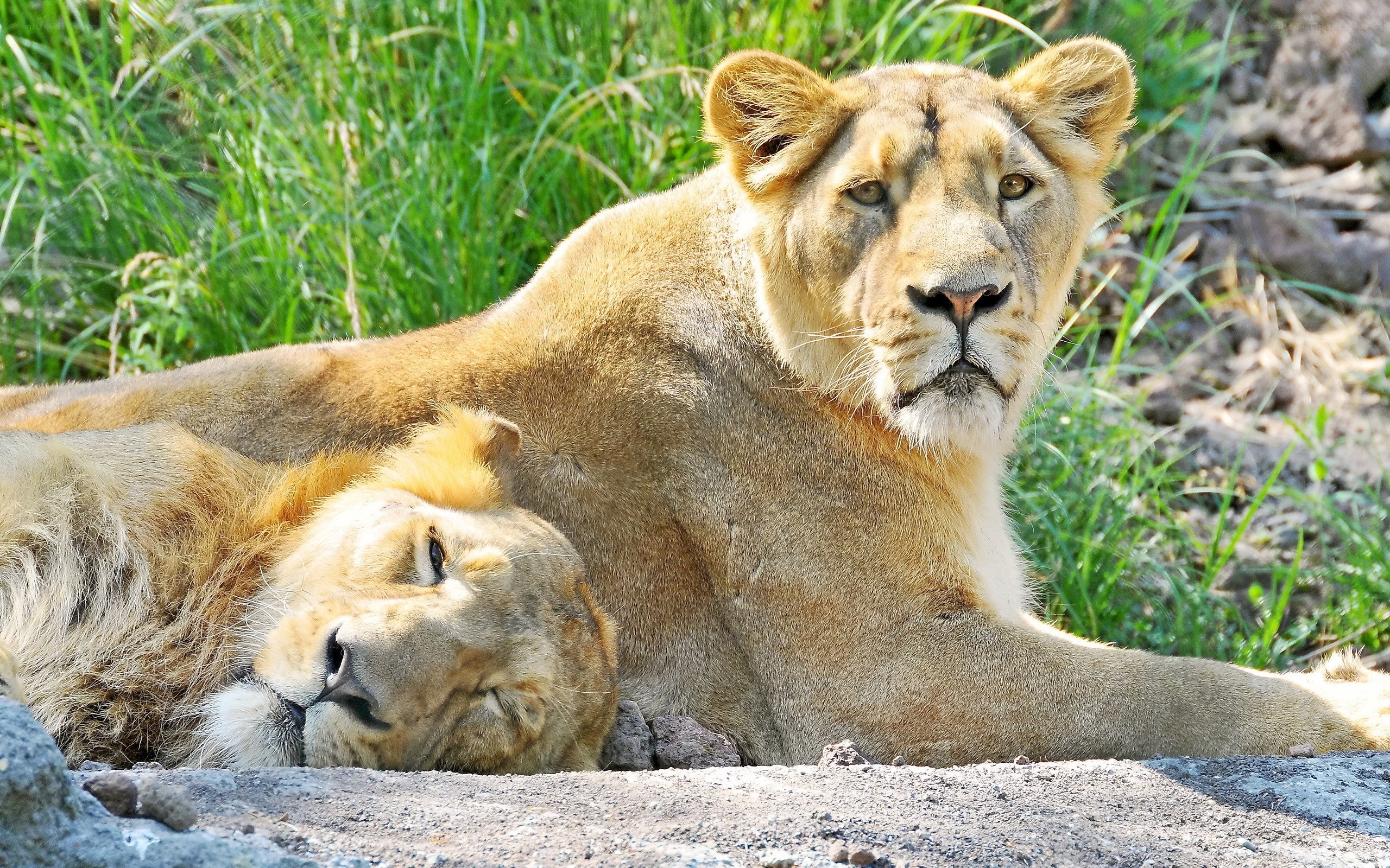 Two lions resting together