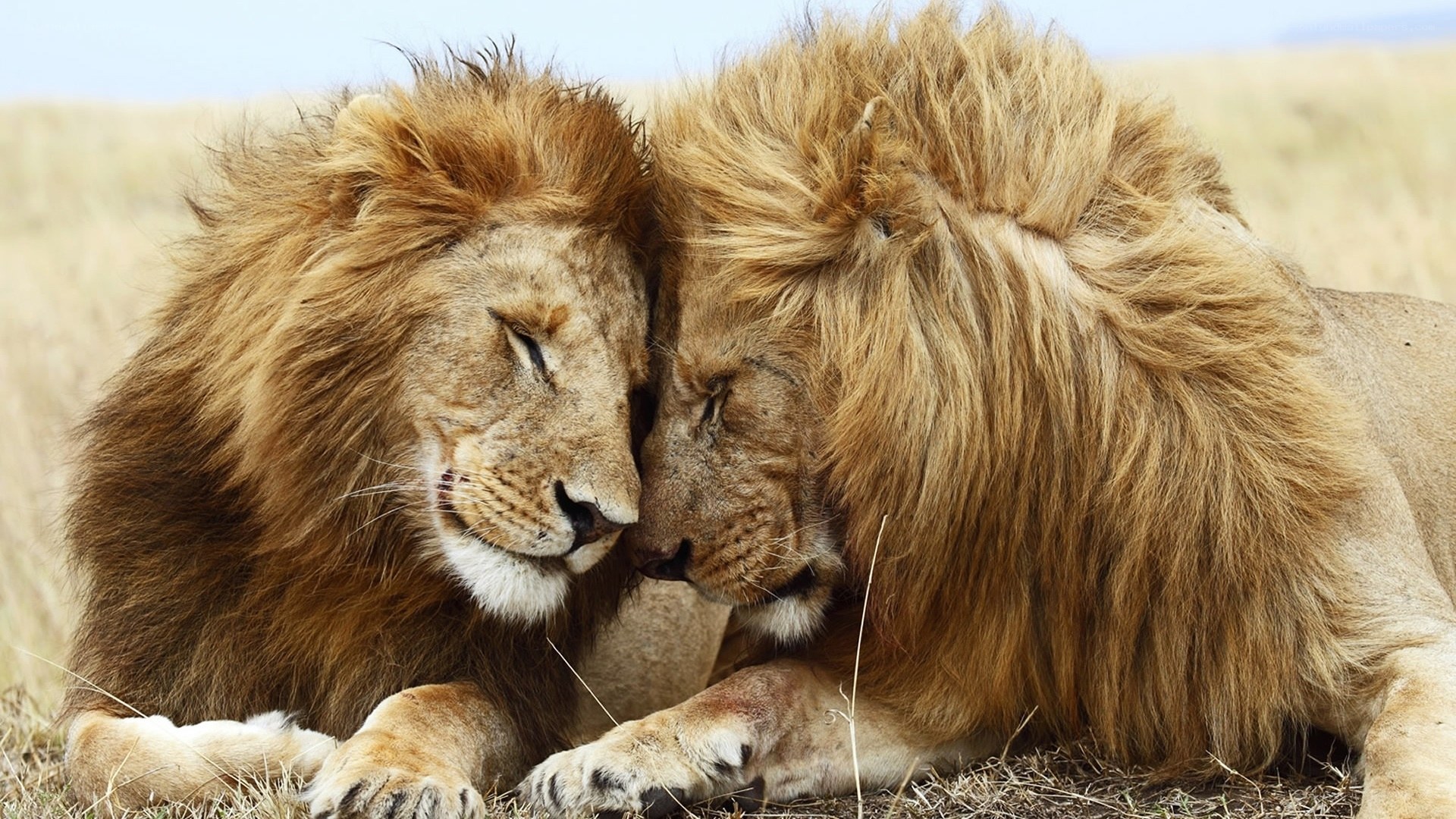 Two lions resting together