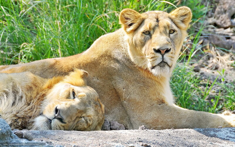 Two lions resting together