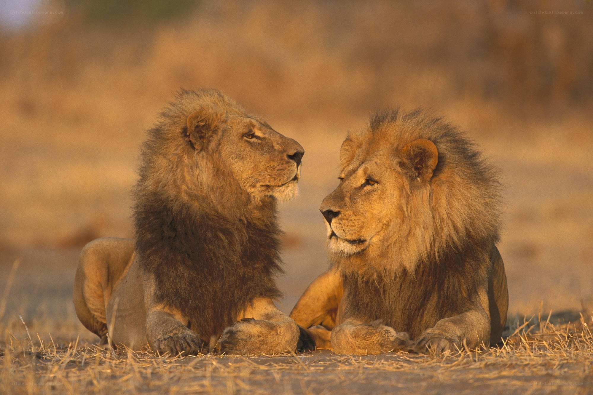 Two lions resting together
