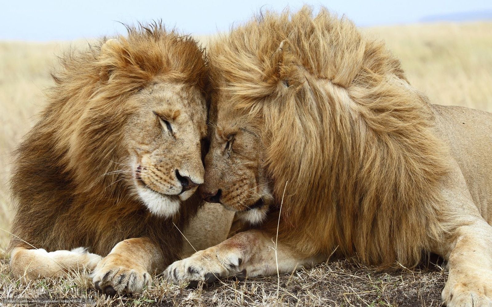 Two lions resting together